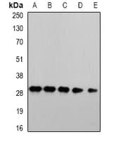 PSMA4 Antibody