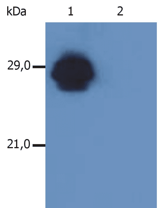 IHC-plus™ HLA-DP/DR Antibody (clone MEM-136)