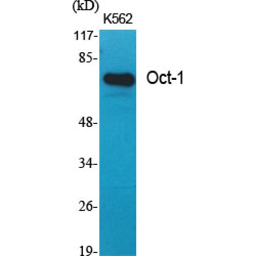 POU2F1 / OCT1 Antibody (10-90 aa, N-terminal)