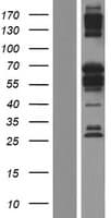 BANP Protein (Over-Expression Lysate Myc-DDK (Flag))