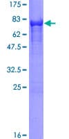 Human CALCOCO2 Protein (Recombinant GST)