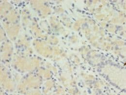 MIS12 Antibody (aa1-305, HRP)