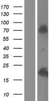 HIST1H2AE Protein (Over-Expression Lysate Myc-DDK (Flag))