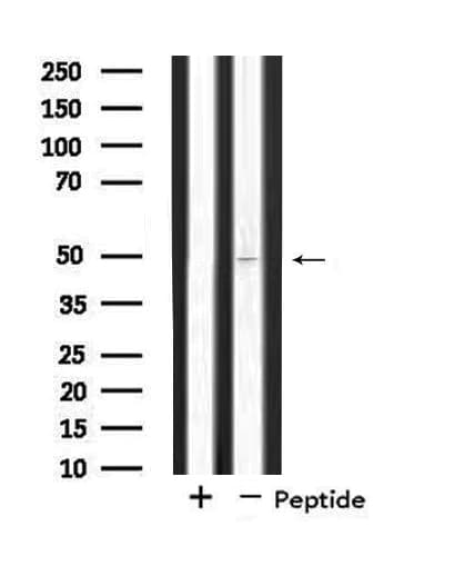 SYT11 Antibody