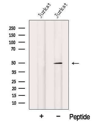 IRF1 / MAR Antibody