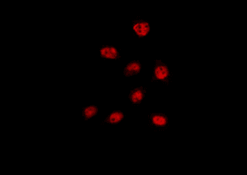 NCOA7 Antibody