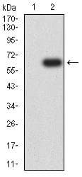 SIRPG Antibody (clone 7H3A2)
