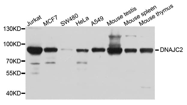 DNAJC2 / ZRF1 Antibody