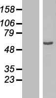 OSGIN2 Protein (Over-Expression Lysate Myc-DDK (Flag))
