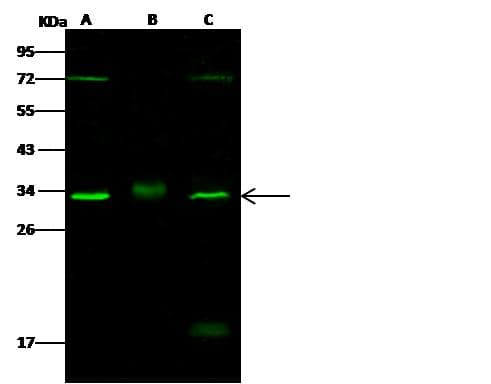 Polyclonal Rabbit anti-Human CDK4 Antibody (Preservative Free, IHC, IF, WB)