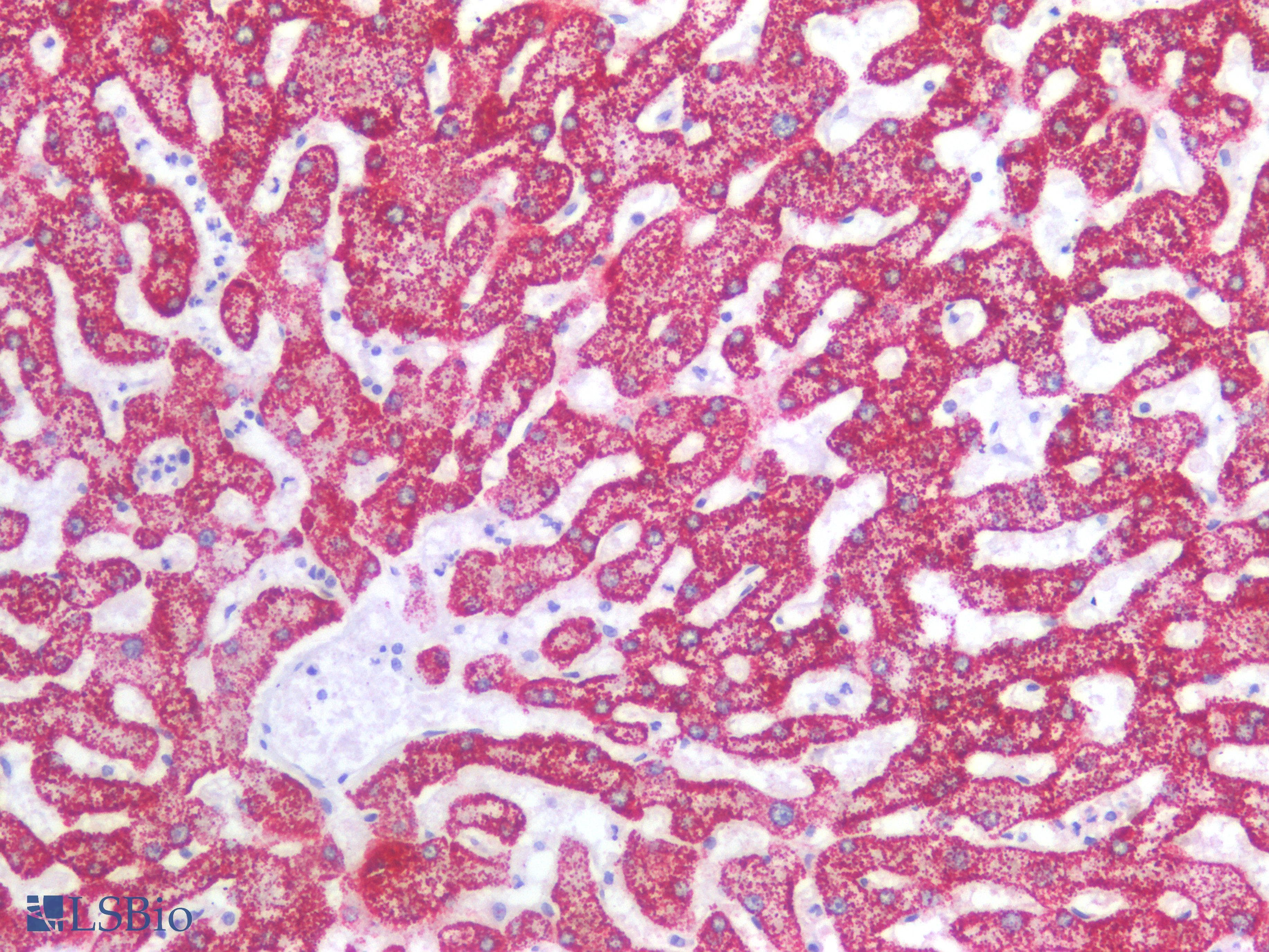 PathPlus™ Hepatocyte Specific Antigen Antibody (clone SPM582)
