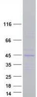 Human HOMER3 / Homer 3 Protein (Recombinant Myc-DDK (Flag))