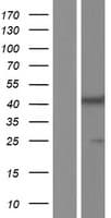 BCAT1 / ECA39 Protein (Over-Expression Lysate Myc-DDK (Flag))