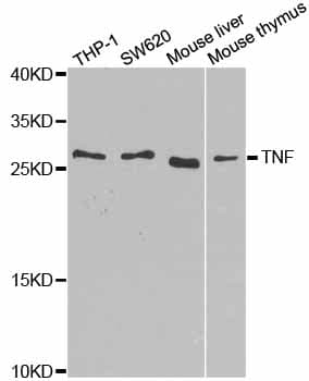 TNF Alpha Antibody