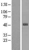 SERPINB4 / SCCA1+2 Protein (Over-Expression Lysate Myc-DDK (Flag))
