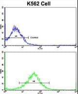 FPGS Antibody (aa304-330)