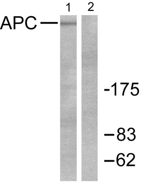APC Antibody