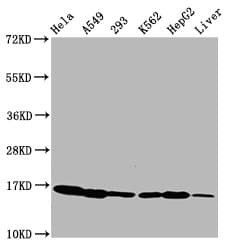Polyclonal Rabbit anti-Human HIST1H3A Antibody (IHC, WB)