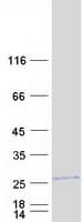 Human AHSA2 Protein (Recombinant Myc-DDK (Flag))