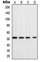 Polyclonal Rabbit anti-Human POLD3 Antibody (C-Terminus, WB)