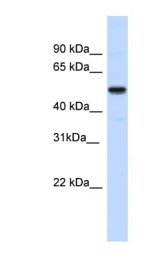 IRX3 Antibody (aa107-156)