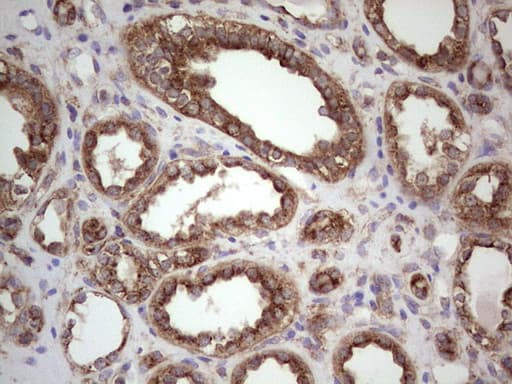 CDKL2 Antibody (aa291-493, clone OTI5D9)