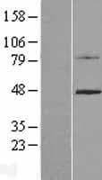 C4.4A / LYPD3 Protein (Over-Expression Lysate Myc-DDK (Flag))