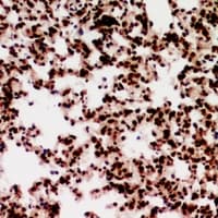 RPP30 Antibody