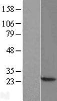 Human CBX3 / HP1 Gamma Protein (Over-Expression Lysate Myc-DDK (Flag))