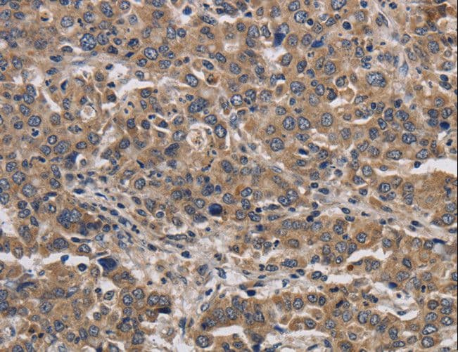 KIF22 / OBP Antibody