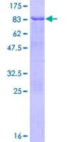 Human BAG4 / SODD Protein (Recombinant GST)