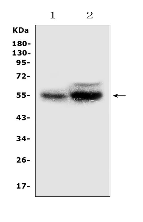 Polyclonal Rabbit anti-Human RALDH2 / ALDH1A2 Antibody (WB)