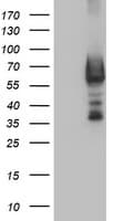 DTNB / Dystrobrevin Beta Antibody (clone OTI3C11, Carrier-free)