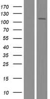 ADAR2 / ADARB1 Protein (Over-Expression Lysate Myc-DDK (Flag))