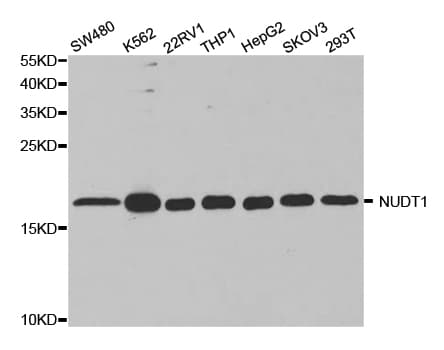 Polyclonal Rabbit anti-Human NUDT1 / MTH1 Antibody (IHC, WB)