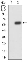 ATG14 Antibody (clone 1F7C10)
