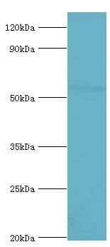 CYP2F / CYP2F1 Antibody (aa100-290)