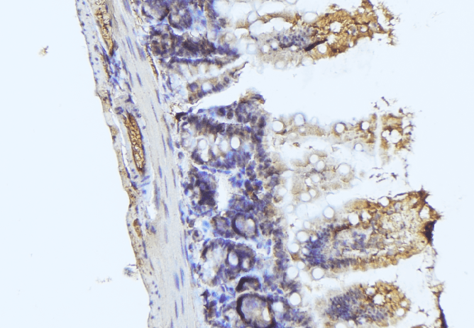 RASSF3 Antibody