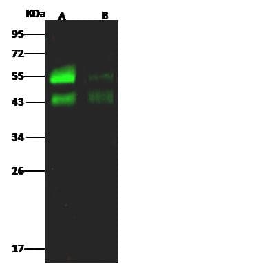 AGER / RAGE Antibody (Preservative Free)