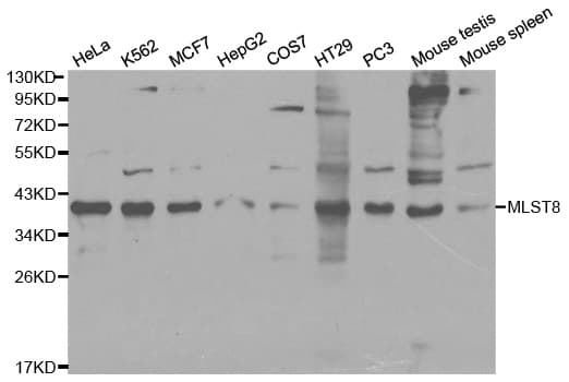 MLST8 / GBL Antibody