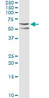 Monoclonal Mouse anti-Human c-Src Kinase / CSK Antibody (clone 3A3, WB)