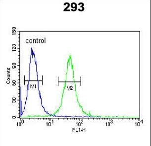 GATA2 Antibody (aa262-288)