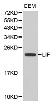 LIF Antibody