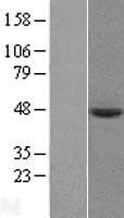 PRELP / Prolargin Protein (Over-Expression Lysate Myc-DDK (Flag))