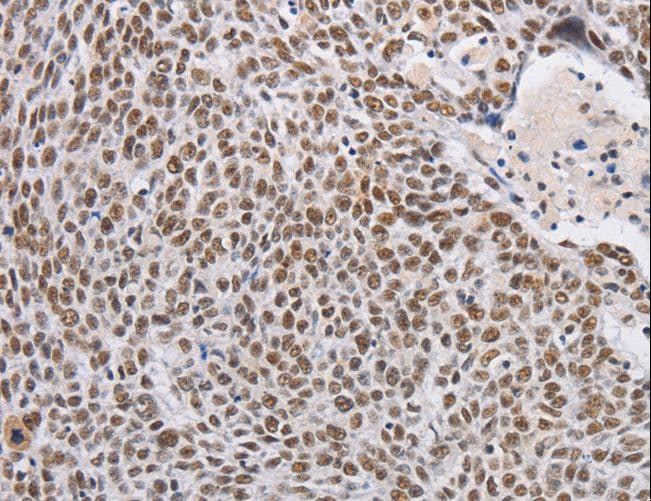 THOC7 Antibody