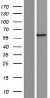 SEPT8 / Septin 8 Protein (Over-Expression Lysate Myc-DDK (Flag))