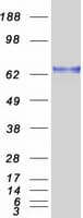 Human SF1 Protein (Recombinant Myc-DDK (Flag))