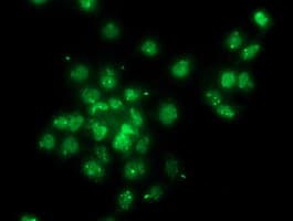 Monoclonal Mouse anti-Human Gephyrin Antibody (clone OTI3B6, IHC, IF, WB)