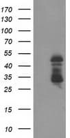 ELK3 / NET Antibody (clone OTI2C10, Carrier-free)