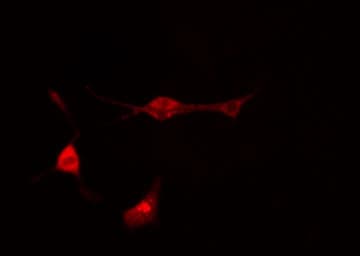 HINT / HINT1 Antibody